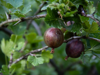 Two sweet, juicy ripe gooseberries in the garden and in summer