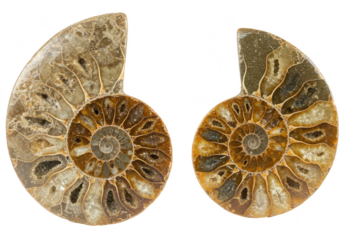 Two ammonite fossils showing their intricate spiral patterns isolated on transparent background
