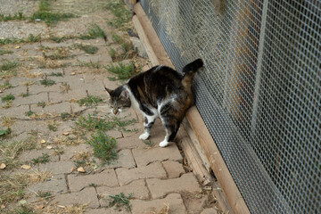 katze tier natur wiese
