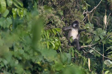 monkey_PAP9032.jpg
