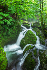 Obraz premium waterfall in the green forest