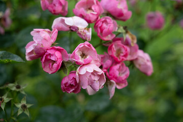 rose rot naur pflanze