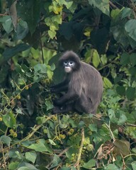 Phayre's leaf monkey (Trachypithecus phayrei), also known as Phayre's langur, is a species of Old World monkey at Dosdewa, Karimganj, Assam, India