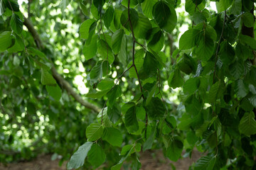 baum krone wald natur