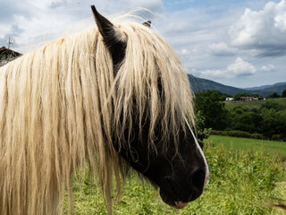 Horses in semi-freedom enjoying the pasture