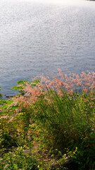 photo on the edge of the lake when the sun rises in the morning