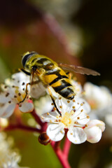 bee on a flower