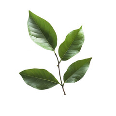 Fototapeta premium Close-up of three vibrant green leaves on a stem