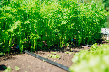 Young carrots in the garden. Carrot bushes planted in a row . Growing vegetables in rural areas. Care and treatment of plants. Future harvest.