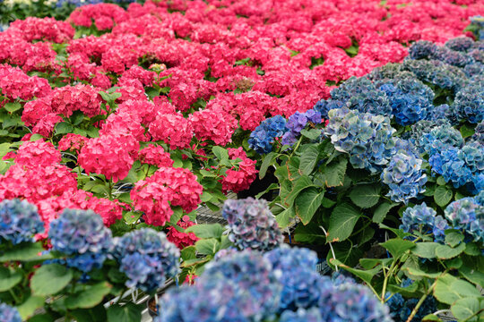 Vibrant Pink and Blue Hydrangeas in Full Bloom
