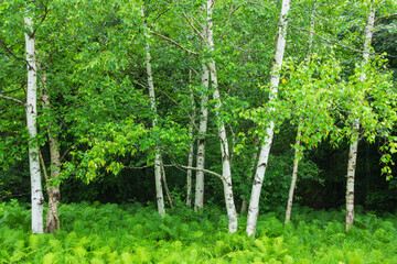trees in the green forest
