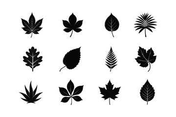 Set of leaf silhouette  vector , Black leaf silhouette  