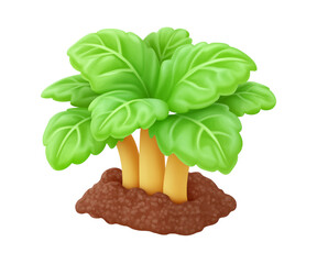 Lush Green Plant with Broad Leaves Growing from Rich Brown Soil