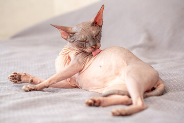 Egyptian sphinx cat licking himself while sitting on the bed. Close-up of a bald cat licking his...