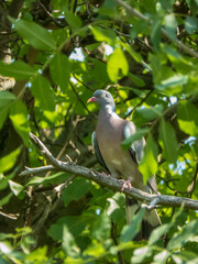 A majestic common wood pigeon perched gracefully on a sun-dappled tree branch, surrounded by lush green foliage.