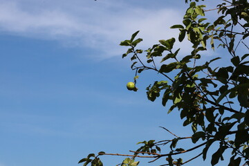 Guava fruit against a blue sky background