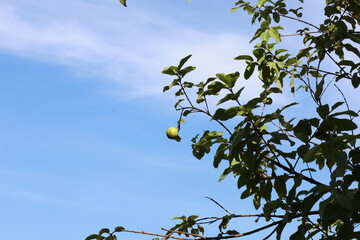Guava fruit against a blue sky background