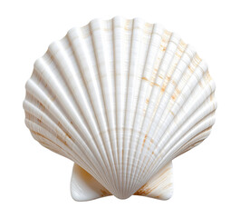 Natural white seashell isolated on transparent background