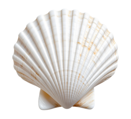 Natural white seashell isolated on transparent background