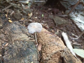mushroom on a tree