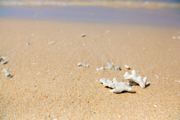 Corals on the sand on the seashore. Seascape background, sandy shore with corals and shells.