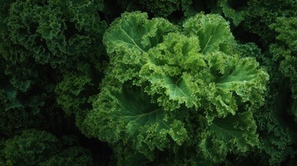 Lush green curly kale leaves create a vibrant and textural background