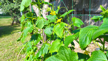 Fresh green cucumbers growing in a garden bed outdoors. Cucumber plants with green leaves, yellow flowers climb up the net. Sunny day. Outdoor farming and agriculture