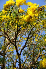 Tabebuia (Handroanthus chrysotrichus), Yellow Tabebuia or Golden Trumpet Tree. Tabebuia is a genus of flowering plants in the family Bignoniaceae