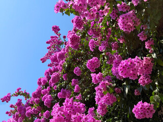 Bougainvillea flowers beautiful pink blossom.