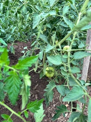 Vegetable garden. Garden plot, vegetables 