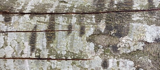 Detailed Tree Bark with Deep Horizontal Cracks