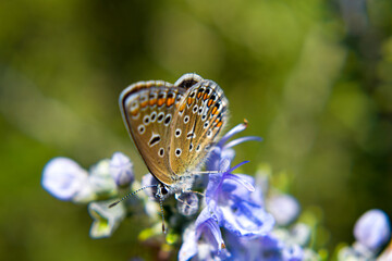 butterfly on a flower