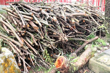 A pile of freshly cut firewood branches stacked on the forest floor. Natural wooden logs with rough...