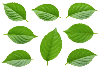 Fototapeta premium Multiple fresh vibrant green leaves with unique shapes, subtle curvatures, and intricate natural veining, pristine, set against a pure clean white background with ample copy space, studio lit, no