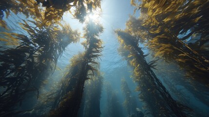 Obraz premium Sunlit kelp forest canopy creating surreal underwater landscape