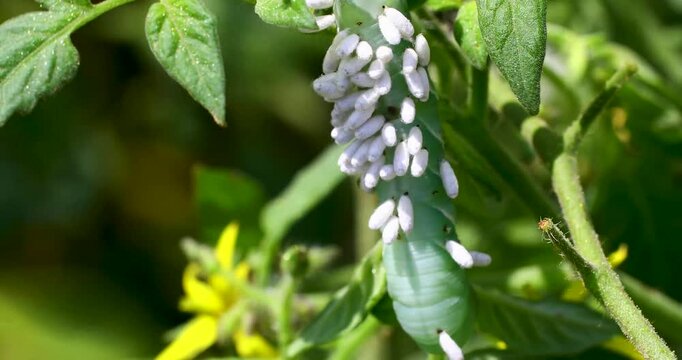 Static macro video of Braconid Wasp Pupa on tomato hornworm.