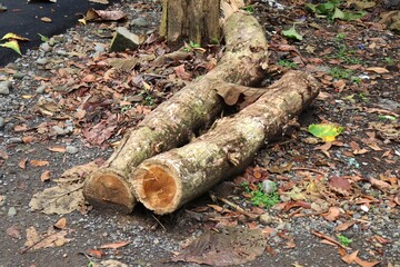 Large log trunks. Close-up a pieces of brown wood chunks. Tree rings old weathered wood texture...