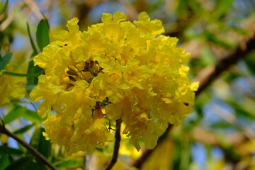 Tabebuia (Handroanthus chrysotrichus), Yellow Tabebuia or Golden Trumpet Tree. Tabebuia is a genus of flowering plants in the family Bignoniaceae