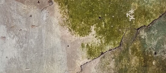 Old Concrete Wall with Green Moss and Deep Crack