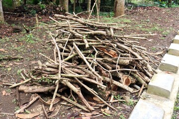 A pile of freshly cut firewood branches stacked on the forest floor. Natural wooden logs with rough bark, surrounded by dry leaves, small plants, and soil texture.