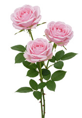 Fototapeta premium Three delicate pastel pink roses with soft petals and vibrant green leaves, attached to a thorny stem, isolated on a pristine clean white background with ample copy space, soft studio lighting.
