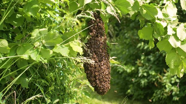 Swarm of bees without a hive hanging from a bush branch surrounded by sunlit greenery