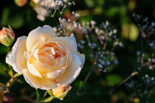 A stunning cream and yellow rose in full bloom, with delicate petals and vibrant color.