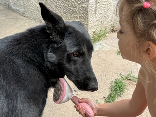 oung child gently brushes East European Shepherd dog in a backyard on a sunny day. Concept of responsibility, love for animals, and daily pet care. Candid family moment.