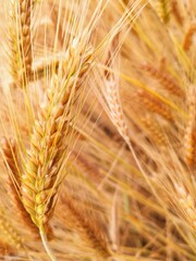 Golden wheat spikelet in the field during the afternoon harvest in macro agriculture bio
