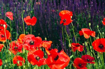 A stunning display of vibrant red poppies blooming in a summer field, showcasing nature's beauty.