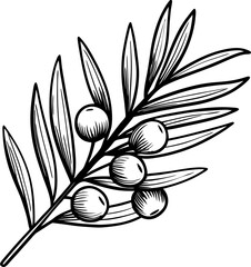 Olive branch with leaves and fruit hand drawn botanical illustration of olives and foliage, natural plant motif