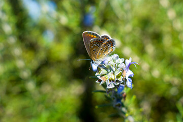 butterfly on a flower