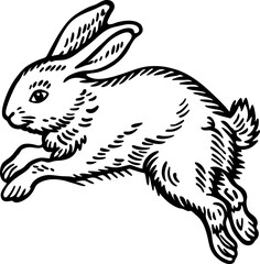 Obraz premium Leaping rabbit illustration detailed vintage hand drawn animal sketch, nature wildlife, energetic movement