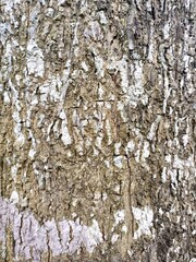 Fototapeta premium Rustic Tree Bark with White and Brown Patches